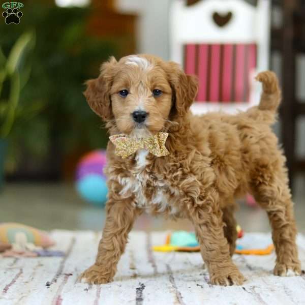 Monica, Mini Goldendoodle Puppy
